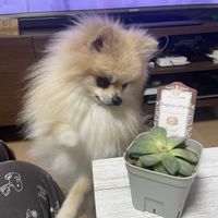 ティファニー ブルー,ティファニー ブルー,多肉植物,葉挿し,北海道の画像