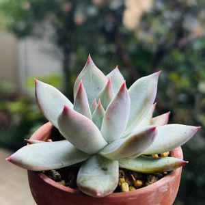 コロラータ タパルパ,多肉植物,子株,鉢植え,エケベリア属の画像