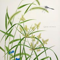 カヤツリグサ,エノコログサ,エノコログサ(猫じゃらし),水彩画,ボタニカルアートの画像