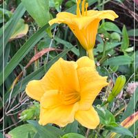 ヘメロカリス,ビタミンカラー,鮮やか ,ウォーキングの楽しみの画像