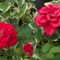 ミニバラ,多肉植物,葉挿し,多肉寄せ植え,実生苗の画像