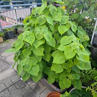 エゴマ,エゴマ(荏胡麻),エゴマ(荏胡麻),エゴマの葉 キムチ,エゴマの葉 キムチの画像