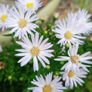 マツバボタン,マツバボタン,ミニバラ,ミニバラ,ミニバラの画像