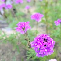 バーベナ,お花,バーベナ☆の画像