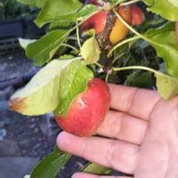 ヒメリンゴ,姫リンゴ,姫リンゴ,鉢植え,地植えもどきﾌﾟﾗﾝﾀ-❤︎の画像