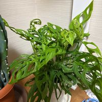 マドカズラの画像