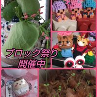 ハツユキカズラ,斑入りヤブラン,カンガルーポケット,ブースカ,繋がりに感謝✨の画像