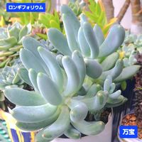 千代田の松,ロンギフォリウム,万宝,パキフィツム,植物男子ベランダーの画像