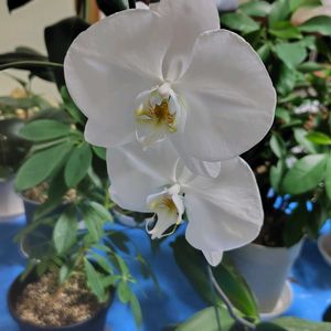 胡蝶蘭,月下美人,部屋の観葉植物たち,部屋の観葉植物たち,部屋の観葉植物たちの画像