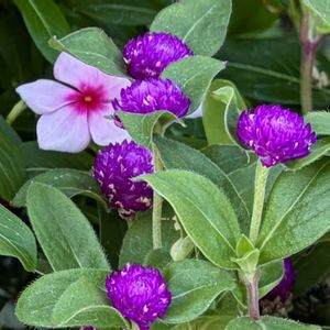 センニチコウ,千日紅,今日の花,岐阜県,玄関先の画像