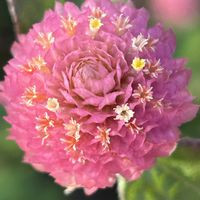 センニチコウ,ドライフラワー,丸い花,鮮やかな花,長く咲く花の画像