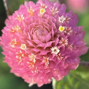 センニチコウ,ドライフラワー,丸い花,鮮やかな花,長く咲く花の画像