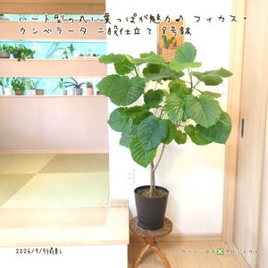 ウンベラータ,ウンベラータ,フィカス　ウンベラータ,フィカス　ウンベラータ,観葉植物の画像