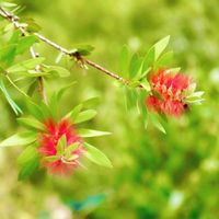 ブラシノキ,赤い花,自然,鮮やか ,美しいの画像