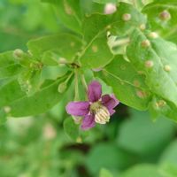 クコ,落葉低木,有用植物の画像