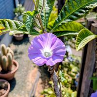 ビワ,朝顔,はちうえ,庭の画像