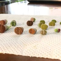 リトープスの画像