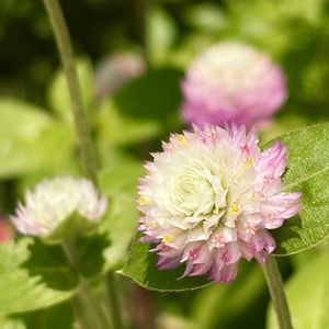 今日のお花,#ガーデニング,エクステリアの画像