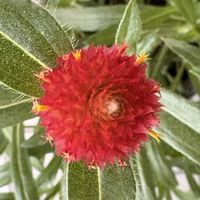 鉢植え,花が好き,無農薬❤家庭菜園,野菜が好きの画像