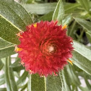 鉢植え,花が好き,無農薬❤家庭菜園,野菜が好きの画像