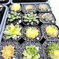 ハオルチア,ハオルチア オブツーサ,オブツーサ錦,多肉植物,ハオルチア属の画像