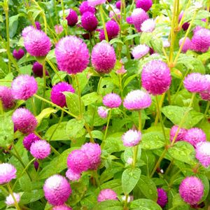 センニチコウ,花のある暮らし,今日のお花,種まきから育てるの画像
