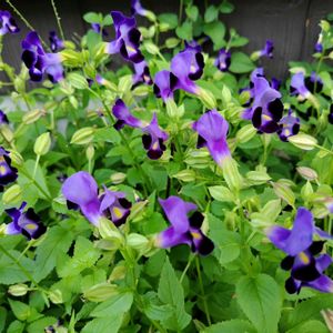 コバノランタナ,地植え,花壇,トレ二アの画像