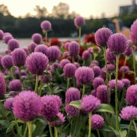 センニチコウ,センニチコウ,キャットミント,夏の花,花のある暮らしの画像