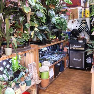 多肉植物,ウラボシ科,ビカクシダ属,食中植物,塊根の画像
