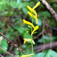 ホオズキ,フシグロセンノウ,ナガミノツルケマン,可愛い,山野草の画像