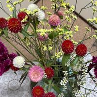 センニチコウ,ホトトギス,ゲンノショウコ,サボテンの花,感謝の画像