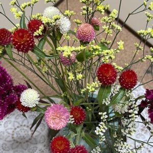 センニチコウ,ホトトギス,ゲンノショウコ,サボテンの花,感謝の画像