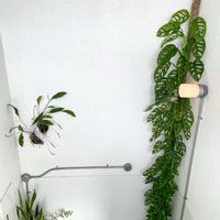 観葉植物,8日は葉っぱの発表会,村長のモスポール,マドカズラのモスポール仕立て,キキ　マドカズラの画像