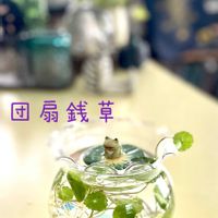 ウォーターマッシュルーム,ウォーターコイン,団扇銭草（ウチワゼニクサ）,水草,水耕栽培の画像