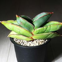 サンスベリア,サンスベリア バナナ,サンスベリア エーレンベルギー バナナ,サンセベリア,観葉植物の画像