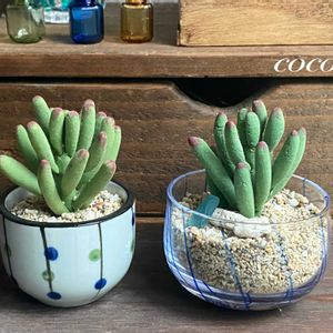 花のある暮らし,緑のある暮らし,雑貨好き♡,小さな幸せ♡,ナチュラルスタイルの画像