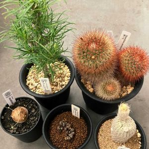 サボテン,オトンナ・カカリオイデス,フライレア　デンシスピナ,マミラリア 狸々丸,多肉植物の画像