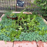 セダム,多肉植物,ボランティア,小学校の花壇の画像