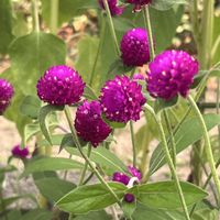 センニチコウ,千日紅,我が家の花壇,いつもありがとう♡,種まきの画像