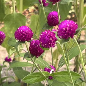 センニチコウ,千日紅,我が家の花壇,いつもありがとう♡,種まきの画像