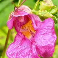 ツリフネソウ,ツリフネソウ (釣船草),紫ツリフネソウ,ガーデニング,山野草の画像