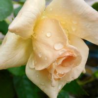 ガーデニング,雨の庭,花のある暮らし,小さな庭の画像