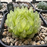 オブツーサ,ハオルチア,オブツーサ錦,多肉植物,ハオルチア属の画像