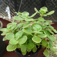 アロマティカス,いい香り,葉っぱ,リベンジ,再チャレンジの画像