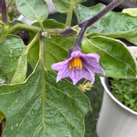 ナス,天狗なす,野菜作り,野菜遺産の画像