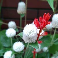 サルビア,鉢植え,ガーデニング,植え込み,センニチコウ(千日紅)の画像