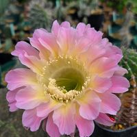 サボテン,花サボテン,多肉植物,サボテンの花,花のある暮らしの画像