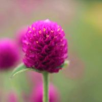 センニチコウ,お花,過去pic,今日のお花,写真の画像