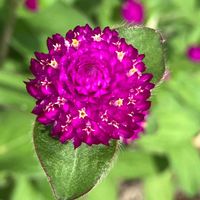 センニチコウ,ピンクの花,今日のお花,畑の画像