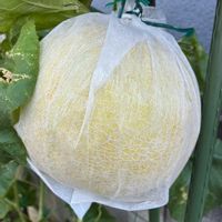 メロン,メロン,メロン ころたん,メロン ころたん,花壇の画像